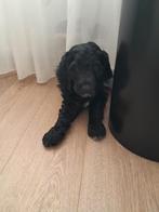 Labradoodle medium pup reutje, 8 tot 15 weken, Eén hond, Nederland, Particulier