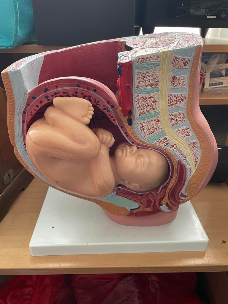 Anatomiemodel Baarmoeder met Foetus - Educatief Model, Gebruikt, Ophalen of Verzenden, Nvt, Nvt