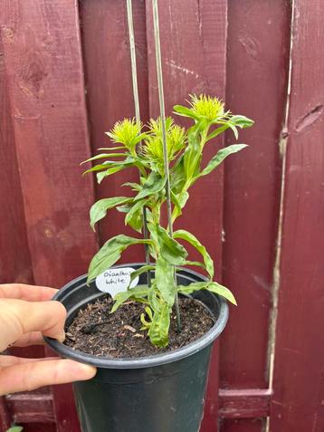 Anjer / Dianthus White beschikbaar voor biedingen