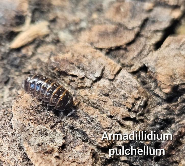 Armadillidium pulchellum, Dieren en Toebehoren, Insecten en Spinnen, Overige soorten