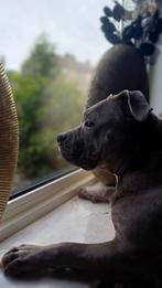 Gladys 3 jaar oud, Dieren en Toebehoren, Honden | Jack Russells en Terriërs, American Staffordshire Terriër, Teef, Eén hond, 3 tot 5 jaar