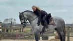 grote lieve reus Oreviejo andalusier 1.67 m 7 jaar, Dieren en Toebehoren, Ruin