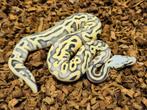 0.1 Leopard Super Pastel Desert Ghost PH Amur, Dieren en Toebehoren, Slang, 0 tot 2 jaar