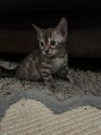 Prachtige Bengaal/Bengaalse Raskatten Kittens, Dieren en Toebehoren, Katten en Kittens | Overige Katten, Poes