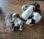 Cavia zeugjes, Dieren en Toebehoren, Knaagdieren, November, Vrouwelijk
