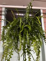 Epiphyllum anguliger, Huis en Inrichting, Kamerplanten, Ophalen of Verzenden, Halfschaduw, Minder dan 100 cm