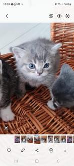 3Lieve kittens, Dieren en Toebehoren, Poes, 0 tot 2 jaar