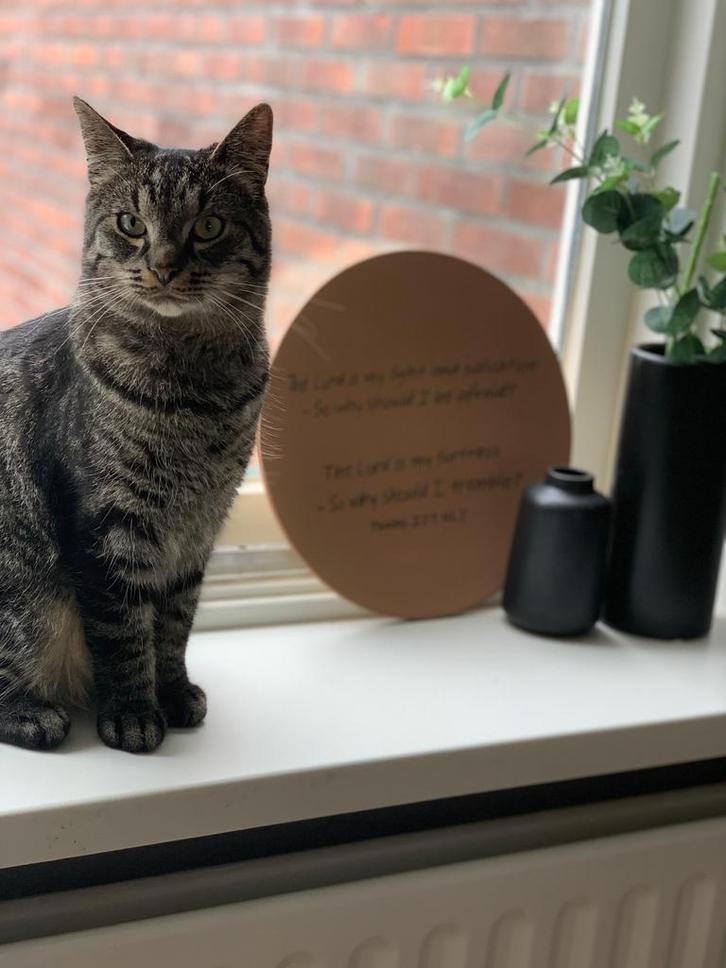 Kater (gecastreerd), Dieren en Toebehoren, Katten en Kittens | Overige Katten, Kater