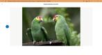 man geelwang amazone, Dieren en Toebehoren, Vogels | Parkieten en Papegaaien, Mannelijk, Papegaai, Geringd
