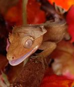 Wimpergekko mannetje, Hagedis