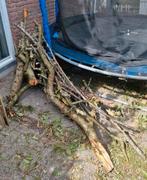 pruimenboom hout voor de openhaard, Minder dan 3 m³, Ophalen, Overige houtsoorten, Blokken