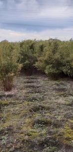 te koop fargesia rufa ( minie bamboe), Tuin en Terras, Planten | Struiken en Hagen, Ophalen, Bamboe, Struik, 100 tot 250 cm