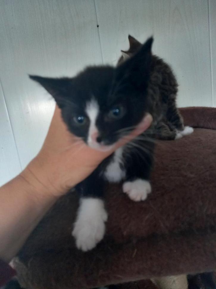 Aangeboden  kittens, Dieren en Toebehoren, Katten en Kittens | Raskatten | Langhaar, Meerdere dieren, 0 tot 2 jaar, Ontwormd