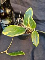 Hoya Verticillata albomarginata met pendule en geurige bloem, Overige soorten, In pot, Minder dan 100 cm, Bloeiende kamerplant