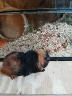 Teddy beertje samen met California beertjes., Dieren en Toebehoren, Cavia, Mannelijk, Januari, Tam