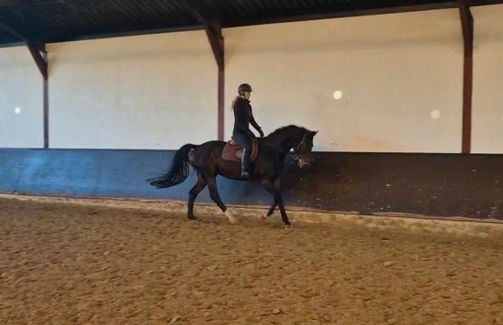 Fijne 19 jarige veelzijdige NRPS merrie 165 cm, Dieren en Toebehoren, Paarden, Merrie, L, 165 tot 170 cm, 11 jaar of ouder, Recreatiepaard