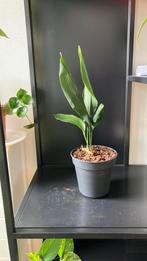 Aspidistra plant te koop, Huis en Inrichting, Kamerplanten, Ophalen, Overige soorten, Halfschaduw, Minder dan 100 cm