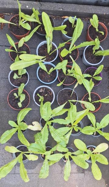 Stekken van de Kaardebol  beschikbaar voor biedingen