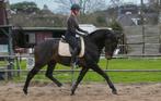 Training en/of zadelmak maken van uw paard, Ruiter of Bijrijder