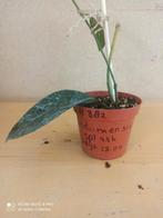 Hoya Rundumensis potmaat 8 nummer H382, Ophalen of Verzenden, Halfschaduw, Minder dan 100 cm