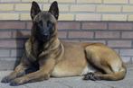 Staat ter dekking Mechelse herder, Dieren en Toebehoren, Honden | Dekreuen, België, Particulier, Reu, CDV (hondenziekte)
