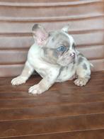 Apart mooie Franse bulldog pups uit geteste ouders, Dieren en Toebehoren, Honden | Bulldogs, Pinschers en Molossers, België, Particulier