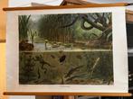 In sloot en plas, Antiek en Kunst, Antiek | Schoolplaten, Ophalen of Verzenden, Natuur en Biologie