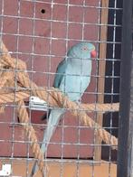 Jonge halsbandparkieten, Dieren en Toebehoren, Vogels | Parkieten en Papegaaien, Meerdere dieren, Parkiet