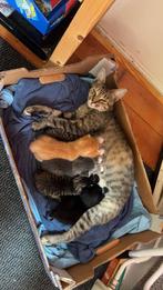 Kittens, Dieren en Toebehoren, Geslacht onbekend, Ontwormd, 0 tot 2 jaar