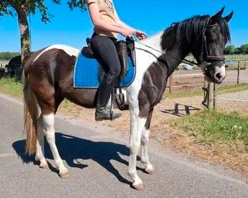 Brave talentvolle 4 jr E pony ruin 1,56(recr-manege-sporr) beschikbaar voor biedingen