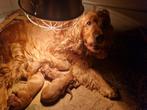Cockapoo pups te koop, Dieren en Toebehoren, Meerdere dieren