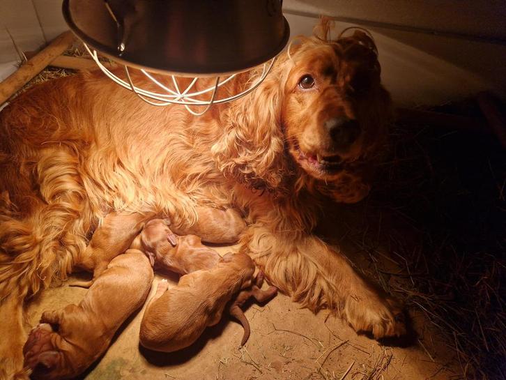 Cockapoo pups te koop, Dieren en Toebehoren, Katten en Kittens | Overige Katten, Meerdere dieren