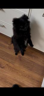 pomeriaan pup 6 maanden oud, 15 weken tot 1 jaar, CDV (hondenziekte), Eén hond, Nederland