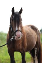 Te koop mini Tinker Lily, Dieren en Toebehoren, Pony's, B, C pony (1.27m tot 1.37m), 7 tot 10 jaar, Recreatiepony