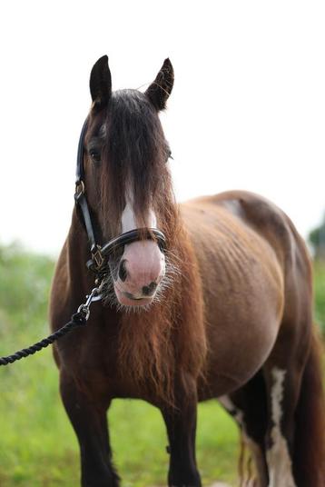 Te koop mini Tinker Lily beschikbaar voor biedingen
