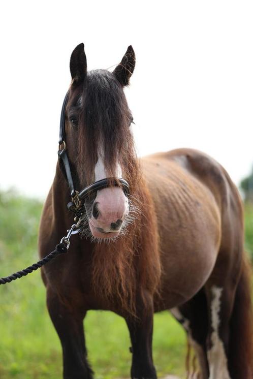 Te koop mini Tinker Lily, Dieren en Toebehoren, Pony's, Merrie, B, C pony (1.27m tot 1.37m), Recreatiepony, 7 tot 10 jaar, Gechipt