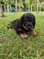 Teckel pups reutjes ruwharig wildkleur, Dieren en Toebehoren, Honden | Teckels en Dashonden, Standaard, Reu, 8 tot 15 weken, CDV (hondenziekte)