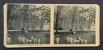 Stereofoto Haarlem hertenkamp in den Hout, Verzamelen, Gebruikt, Foto, Ophalen of Verzenden, Voor 1940