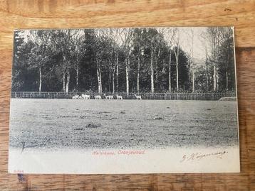 Oranjewoud Hertenkamp Heerenveen - gestempeld 1904 beschikbaar voor biedingen