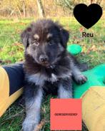 Nestje pups (Husky x Wolfspitz x Duitse Herder), Dieren en Toebehoren, Honden | Niet-rashonden, Particulier, Rabiës (hondsdolheid)