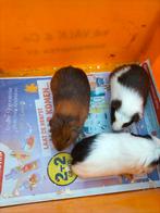 3 Cavia Beertjes, Dieren en Toebehoren, Knaagdieren, Oktober, Mannelijk, Cavia