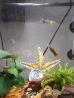 Zwaarddragers,  ruilen voor guppy's, Dieren en Toebehoren, Vis, Zoetwatervis