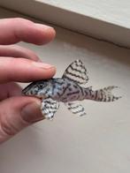 L236 SW Thin Line - Prachtige Meervallen!, Dieren en Toebehoren, Vissen | Aquariumvissen, Vis