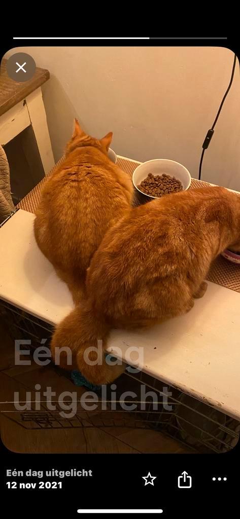 Nieuw baasje voor rinus, Dieren en Toebehoren, Katten en Kittens | Overige Katten, Kater
