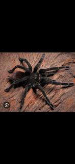 Pamphobeteus sp caldas  met terrarium, Dieren en Toebehoren, Mieren