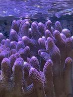 Stylophora xxl, Dieren en Toebehoren