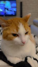 Te Adopteren: Lieve Kat van 5 Jaar (poesje), Meerdere dieren