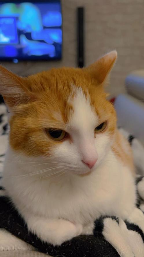 Te Adopteren: Lieve Kat van 5 Jaar (poesje), Dieren en Toebehoren, Katten en Kittens | Raskatten | Langhaar, Meerdere dieren