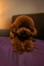 toy poedel dekreu met fci stamboom, Rabiës (hondsdolheid), Reu, 1 tot 2 jaar, Eén hond