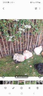 Zilvertarwe cochinkriel, Dieren en Toebehoren, Meerdere dieren, Kip